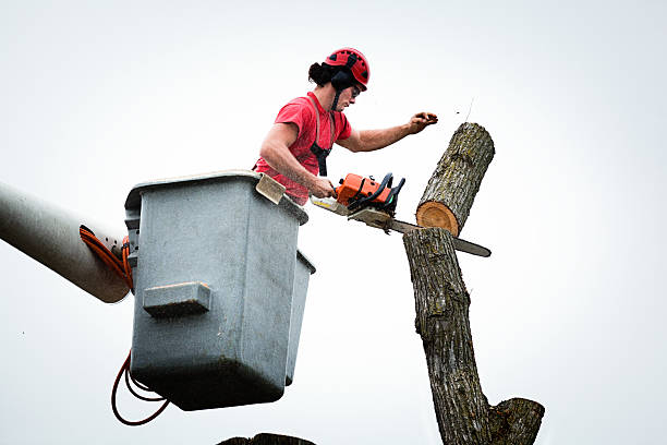 How Our Tree Care Process Works  in  Pheasant Run, OH